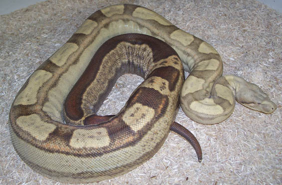 T+ Motley Boa