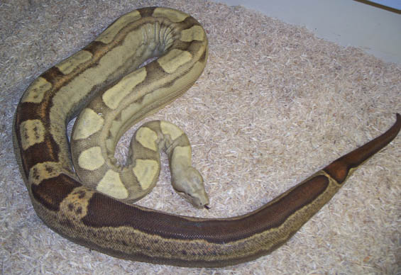 T+ Motley Boa