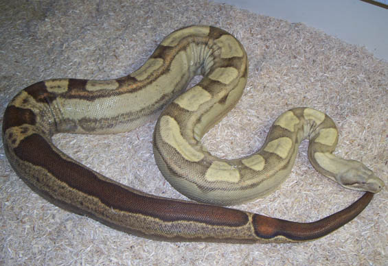 T+ Motley Boa