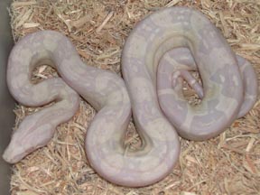 Snow Boa