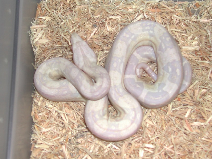 Sharp Strain Snow Boa
