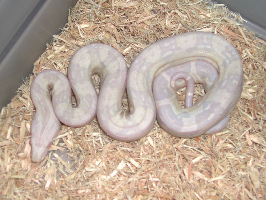 Sharp Strain Snow Boa