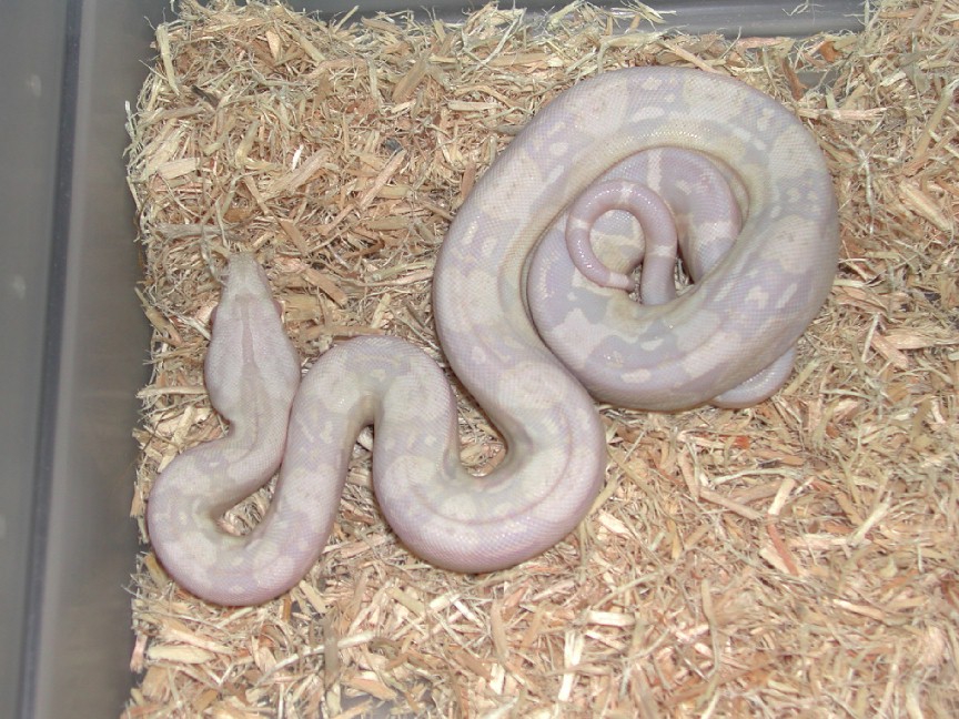 Sharp Strain Snow Boa