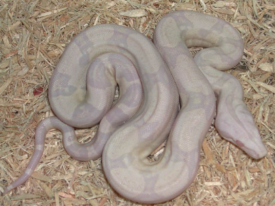 Snowglow Boa