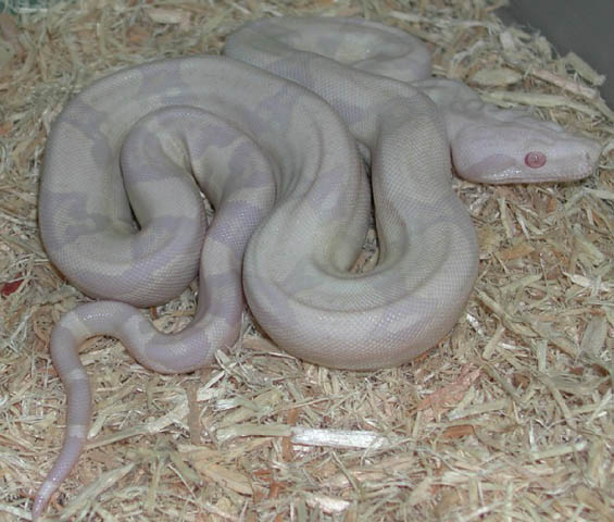 Snowglow Boa