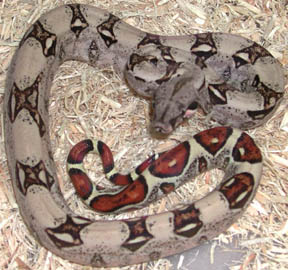 Silver Colombian Boa
