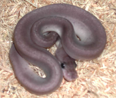 Silver Bullet Ball Python