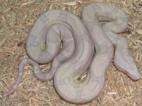 Snowglow Boa