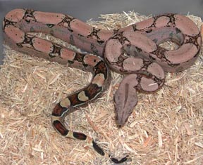 Square-tail Boa