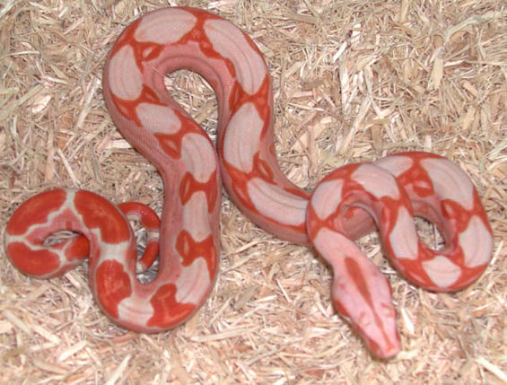 Sundream Boa