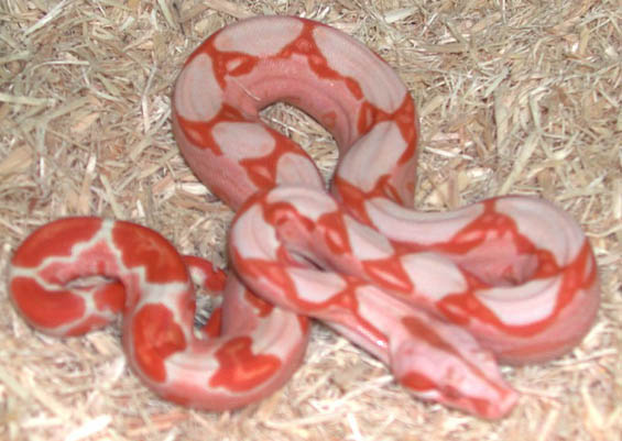 Sundream Boa