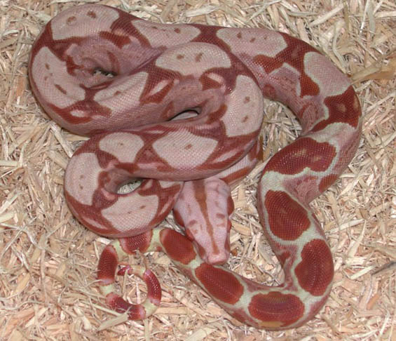Sundream Boa