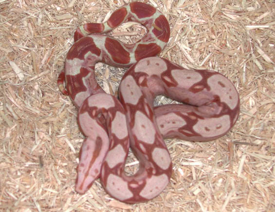 Sundream Boa