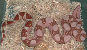 Sunglow Boa