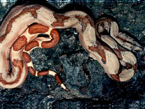 Striped Super Hypo Boa