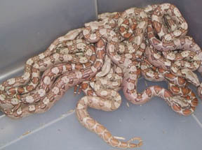 T+ Colombian boa
